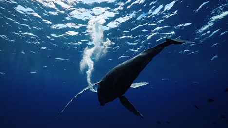 humpback whale underwater