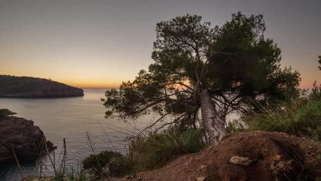 fallen tree sunset 4k 03