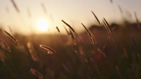 sunset in a field of grass