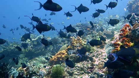 hundreds of blue trigger fish feeding and grazing on a coral reef