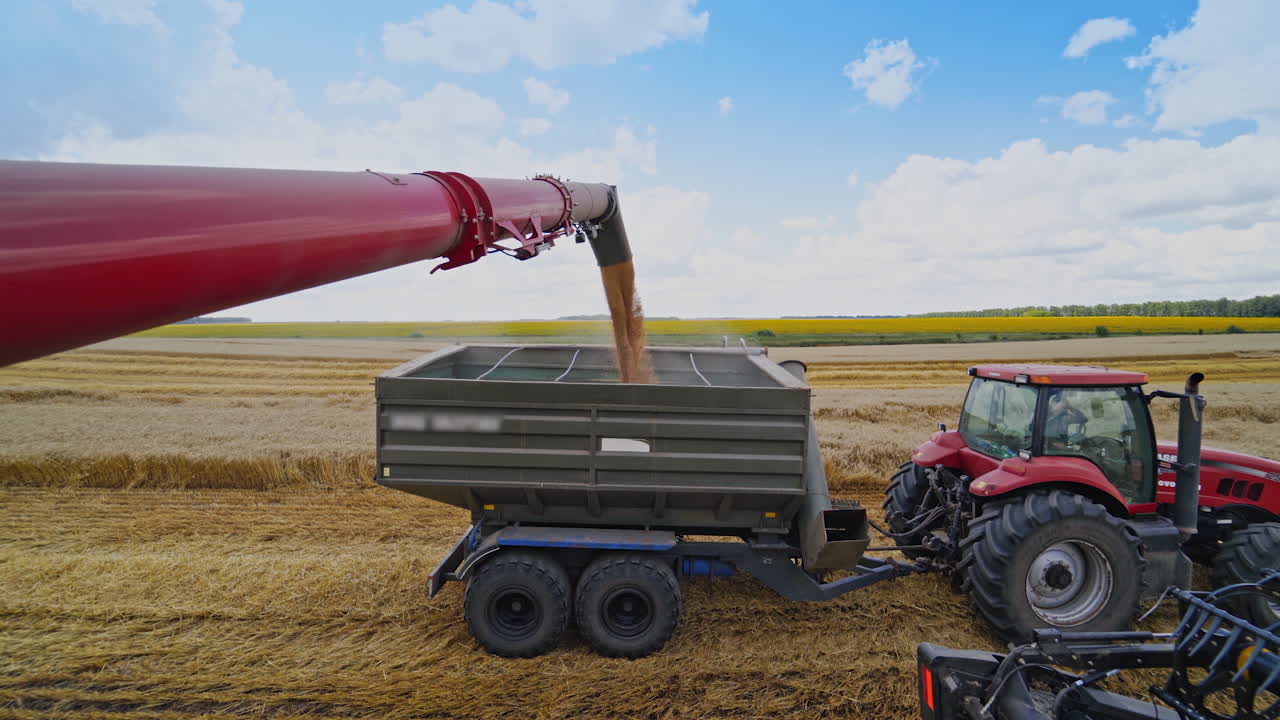 Combine harvester auger unloading grains of wheat. Combine harvester pouring ripe crop into tractor trailer. Machinery working at seasonal works on field in summer.