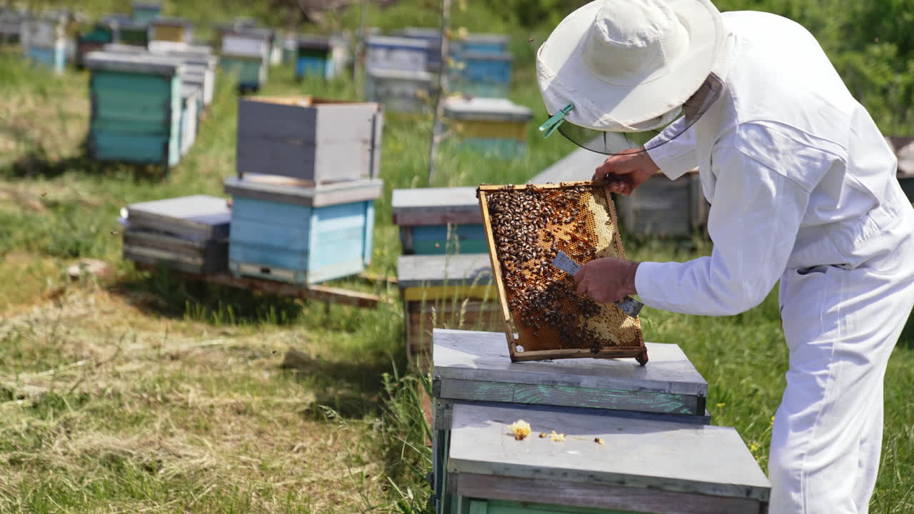 Apiarist examines bees. Professional beekeeper in white protective suit and cap working with bees in the apiary. Apiculturist looks after bees.