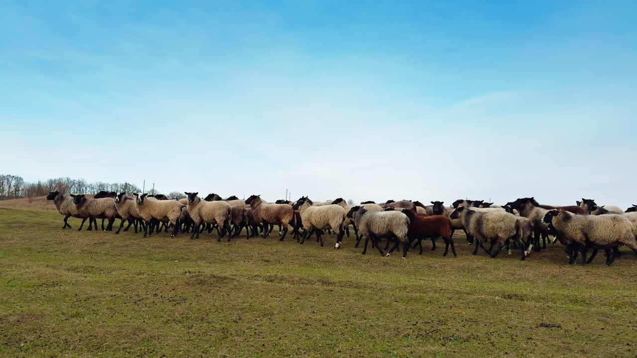 Herd of sheep stops and looks into camera. Small cattle in the countryside in autumn.