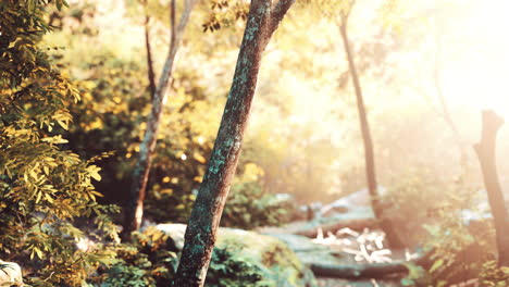 rainforest-with-morning-sunlight