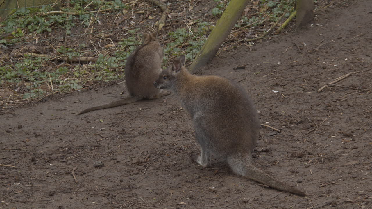 dos wallaby de bennet sentados en el camino en el zoológico de contacto