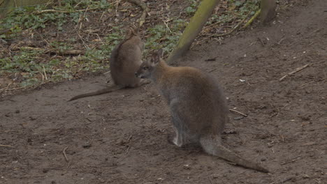 Dos-Wallaby-De-Bennet-Sentados-En-El-Camino-En-El-Zoológico-De-Contacto