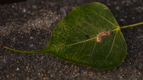 Haarige-Raupe-Auf-Einem-Blatt,-Das-Sich-Bewegt-Und-Dreht