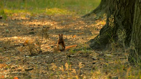 cute squirrel eats nut in the wood