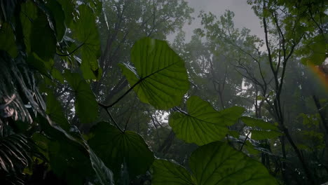 misty rainforest sunlight