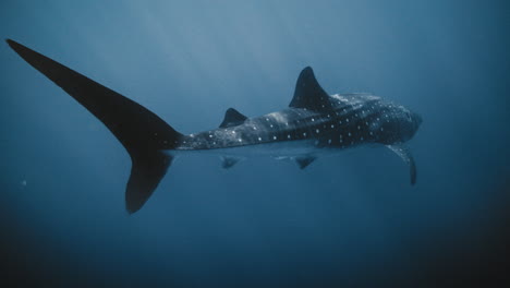 Sideview-of-whale-shark-swimming-and-floating-underwater-in-deep-blue-water