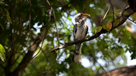 dos cálaos de pico amarillo del sur encaramados en un tocón de árbol, acicalándose las plumas