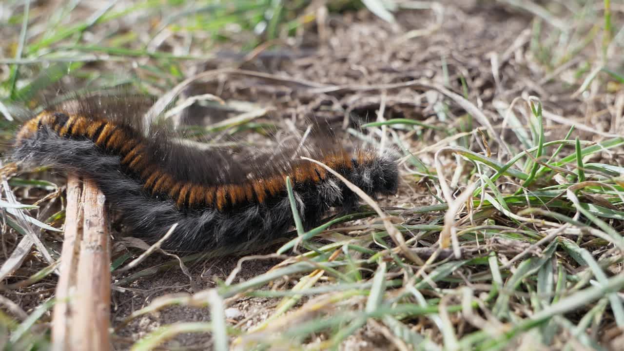Primo piano di un bruco di falena volpe che si muove da sinistra a destra attraversando un ramoscello secco e erba fresca
