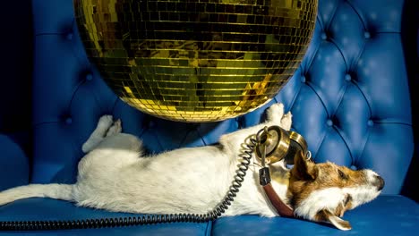 disco de oro de perro 4k 01