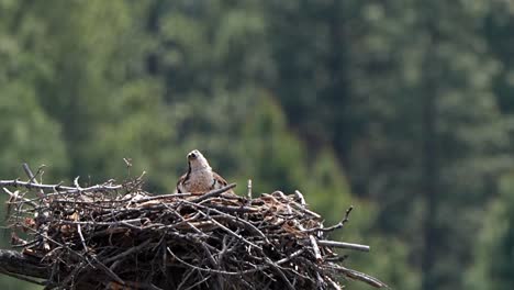 Osprey-calling-out-to-its-mate