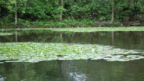 Panorama-nature,-river,-lake,-water,-landscape,-forest,-jungle,-plants,-leaf,-leaves-on-lake,-tropical