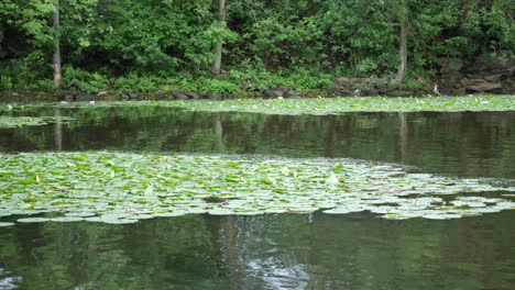 panorama nature, river, lake, water, landscape, forest, jungle, plants, leaf, leaves on lake, tropical