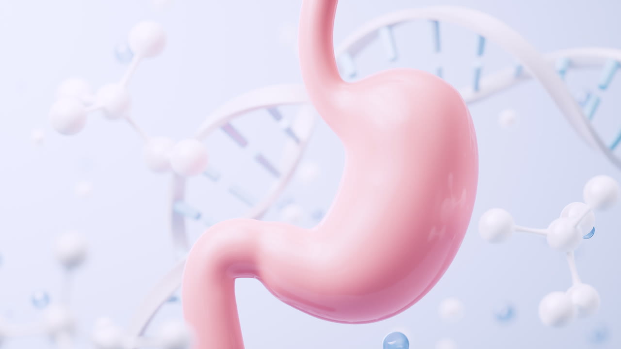 Stomach and biological concept background, 3d rendering.