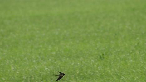 Toma-De-Seguimiento-De-Un-Pájaro-Golondrina-Volando-Suavemente-Sobre-Un-Campo-Verde-Vibrante-De-Primavera