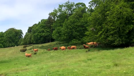 a herd of highland cattle with calves roaming over a scottish hillside in summer