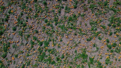 bird's eye view of field with pumpkins ready for harvesting