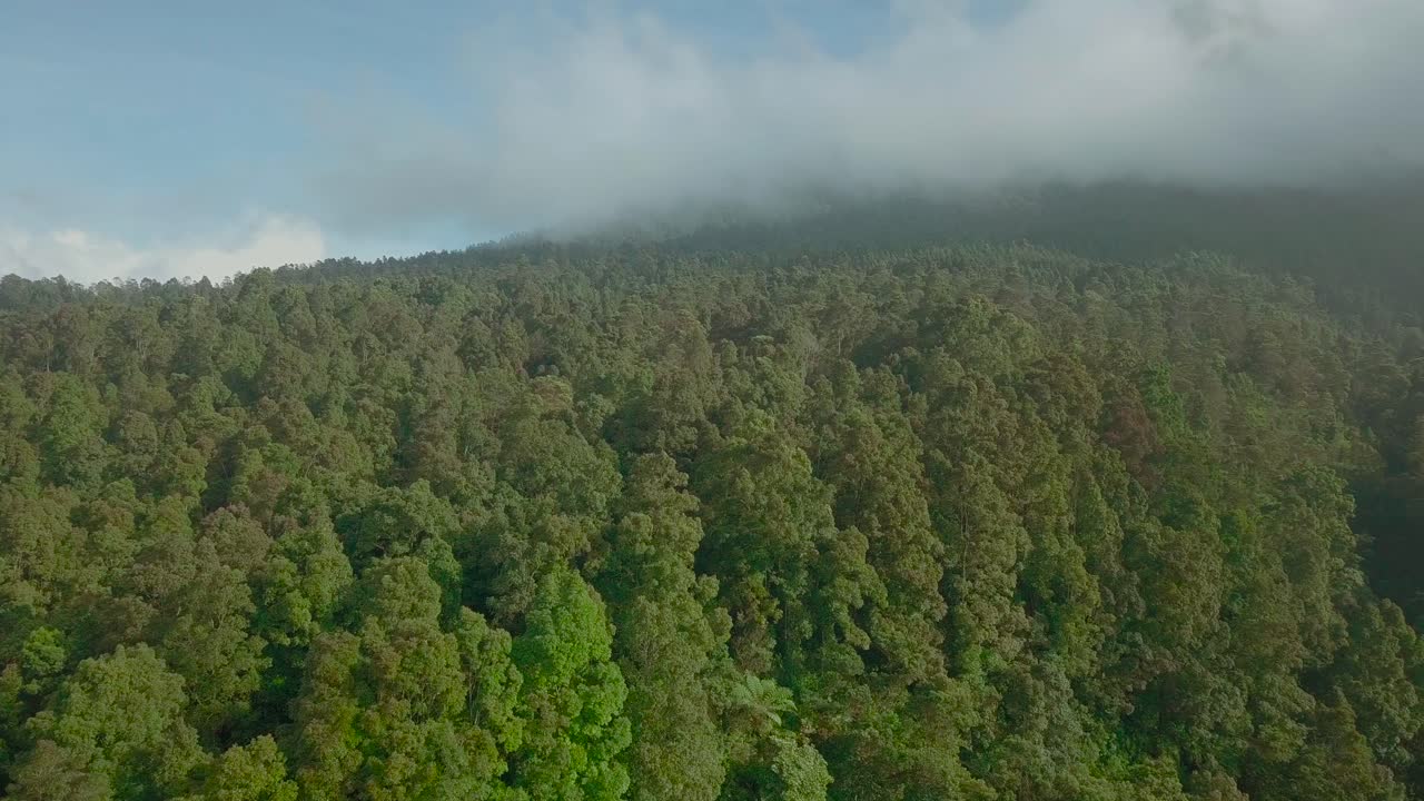 avance de imágenes de drones sobre la copa del árbol de la lluvia