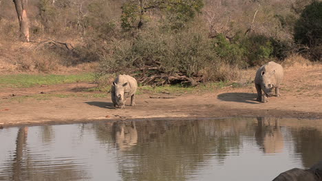 an elephant backs off upset, as two rhinos approach the watering hole