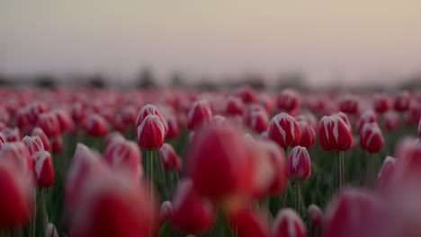 Vista-Del-Jardín-De-Primavera-Con-Muchas-Flores.-Vista-Matutina-Del-Campo-De-Tulipanes-Por-La-Mañana.