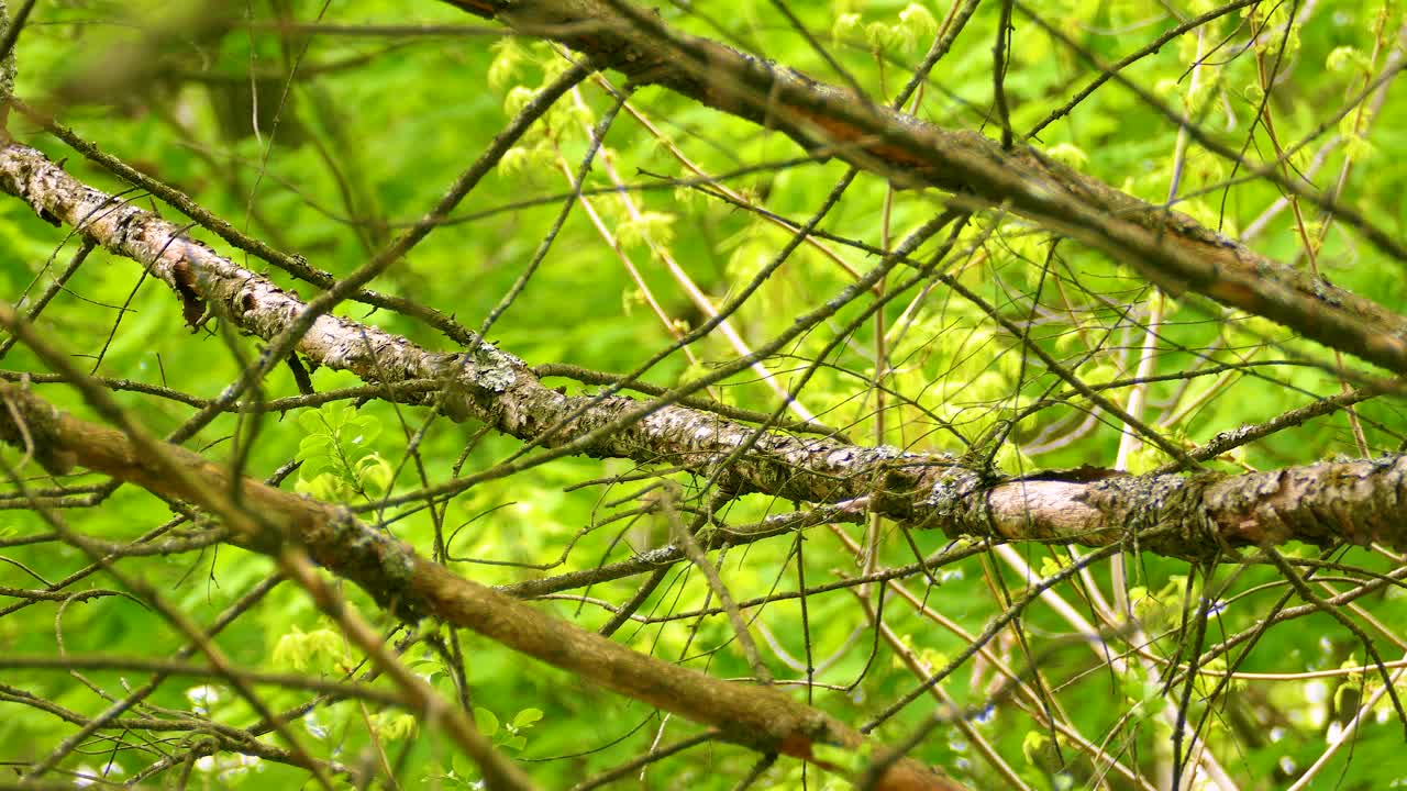 Small Bird Camouflaged in Tree Branches
