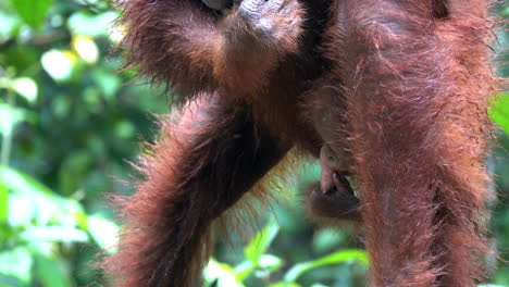 la madre orangután pelaba patatas dulces con sus dientes, y su hijo hacía lo mismo.