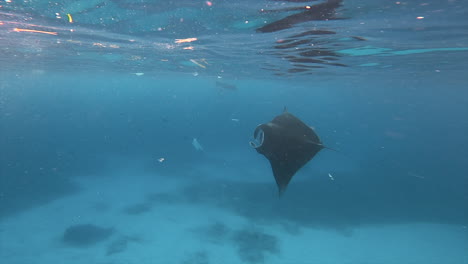 Vista-Submarina-De-Mantarrayas-Buceando-En-El-Océano-Azul-Con-Desechos-Plásticos-Alrededor