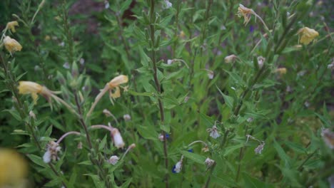 flores que crecen en un jardín de hierbas