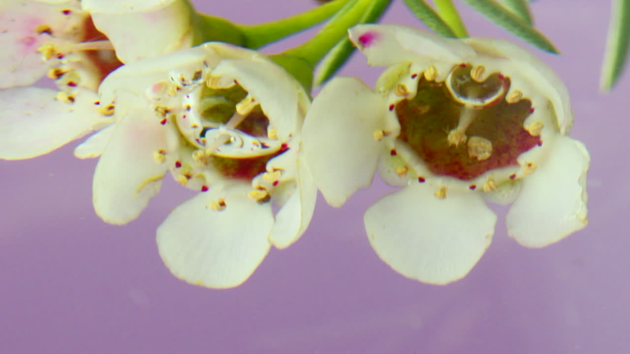Close-up of White Flowers Under Water