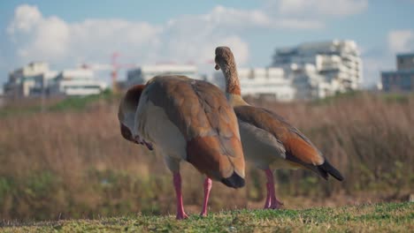 Eine-Ente-Putzt-Sich-In-Zeitlupe-In-Full-HD