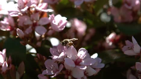 Abeja-Volando-Alrededor-De-La-Flor