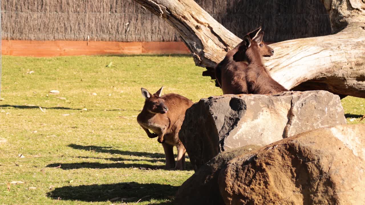 Two kangaroos interacting near rocks and a log