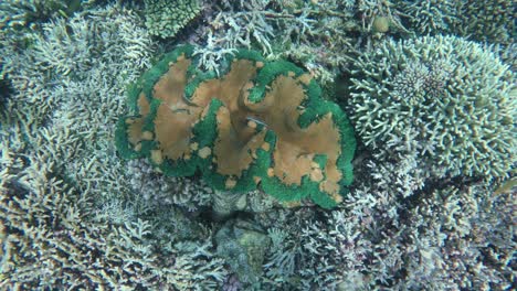 a giant clam with green-edged shell and brown interiors, set amidst a variety of other corals, emphasizing the reef's rich biodiversity