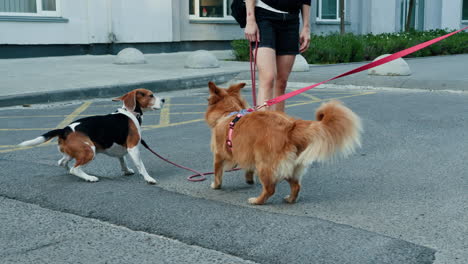 two dogs walking on the street with a woman