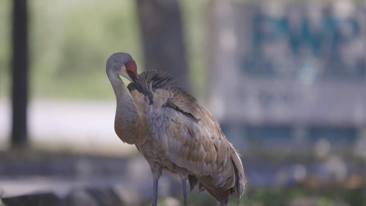 grúa de sandhill preparando las plumas de atrás, tiro medio, cámara lenta, viento