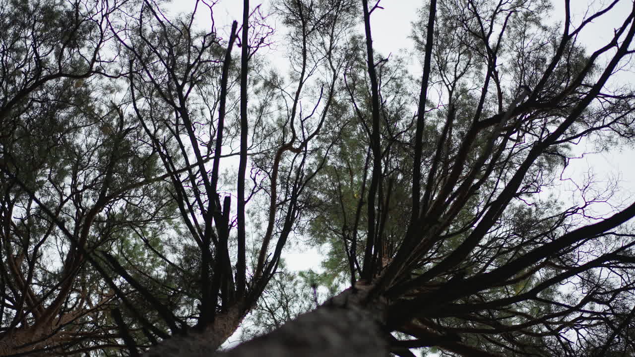 Striking Skyward Pine, Imposing Radial Pine Structure With Dark Branches Against Light Sky Backdrop, Dramatic Upward View Of Pine With Dark Radiating Branches Contrasting Soft Sky Background