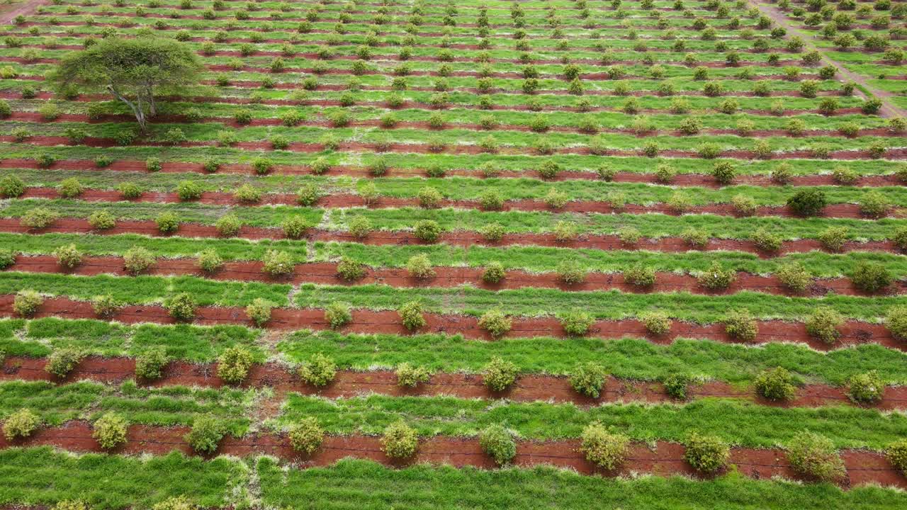 tecnología de agricultura inteligente: vista aérea de drones de una granja de aguacate en kenia