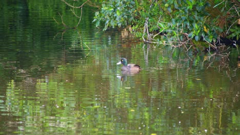 A-male-Papango-New-Zealand-Scaup-duck-floating-in-a-calm-lake-before-diving-underwater