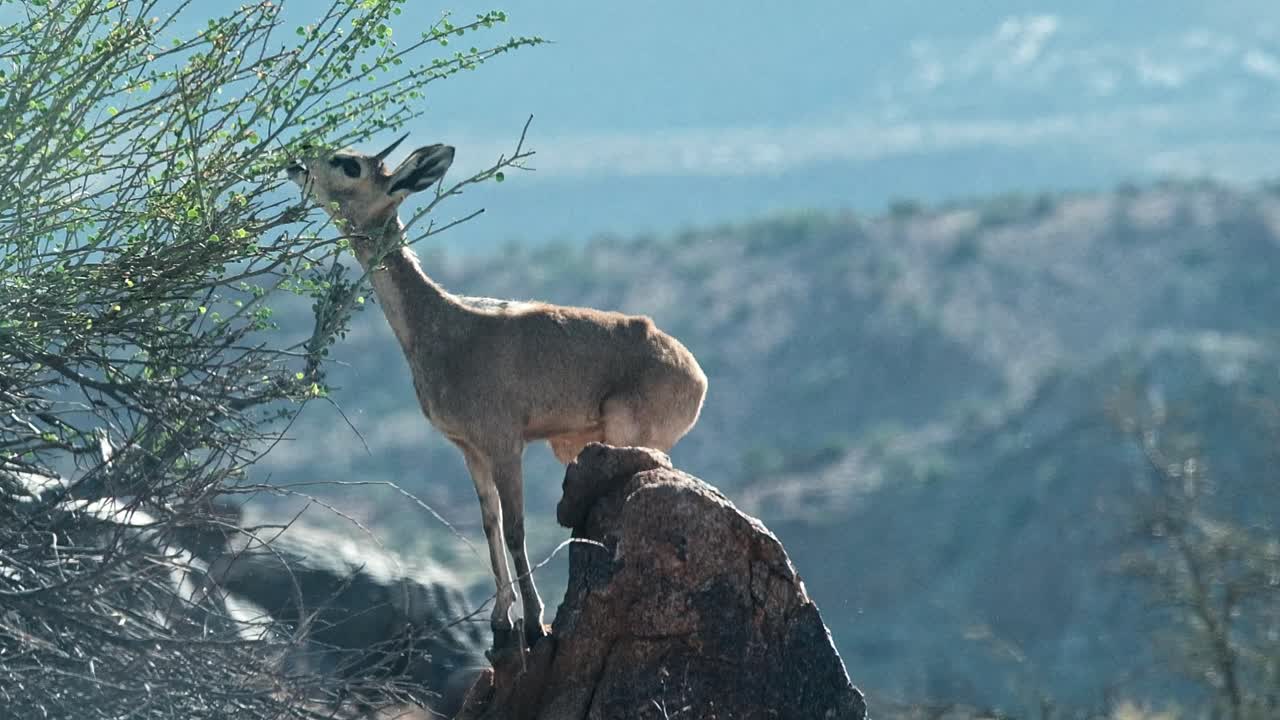 Small Duiker antelope of South Africa on a rock eating from a bush in the Augrabis national park in the Northern Cape
