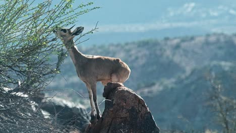 small duiker antelope of south africa on a rock eating from a bush in the augrabis national park in the northern cape