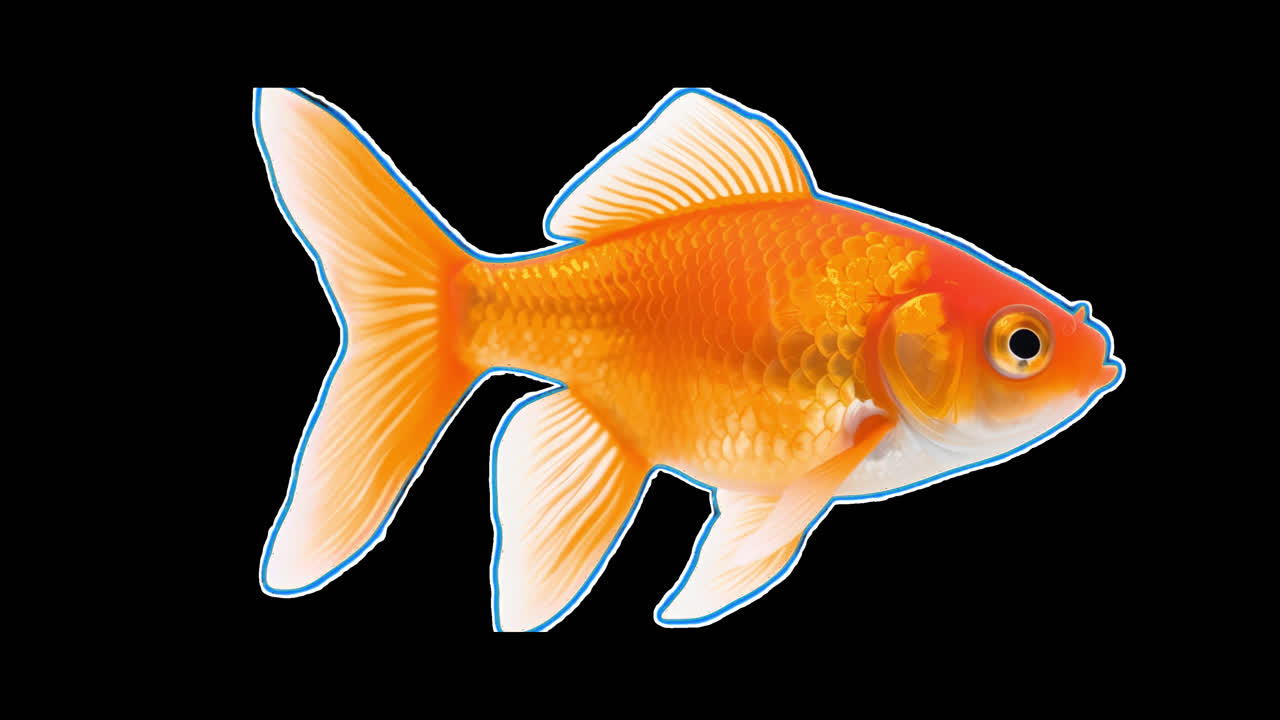 Vibrant goldfish with elegant fins animation isolated asset, transparent 4K video, alpha channel