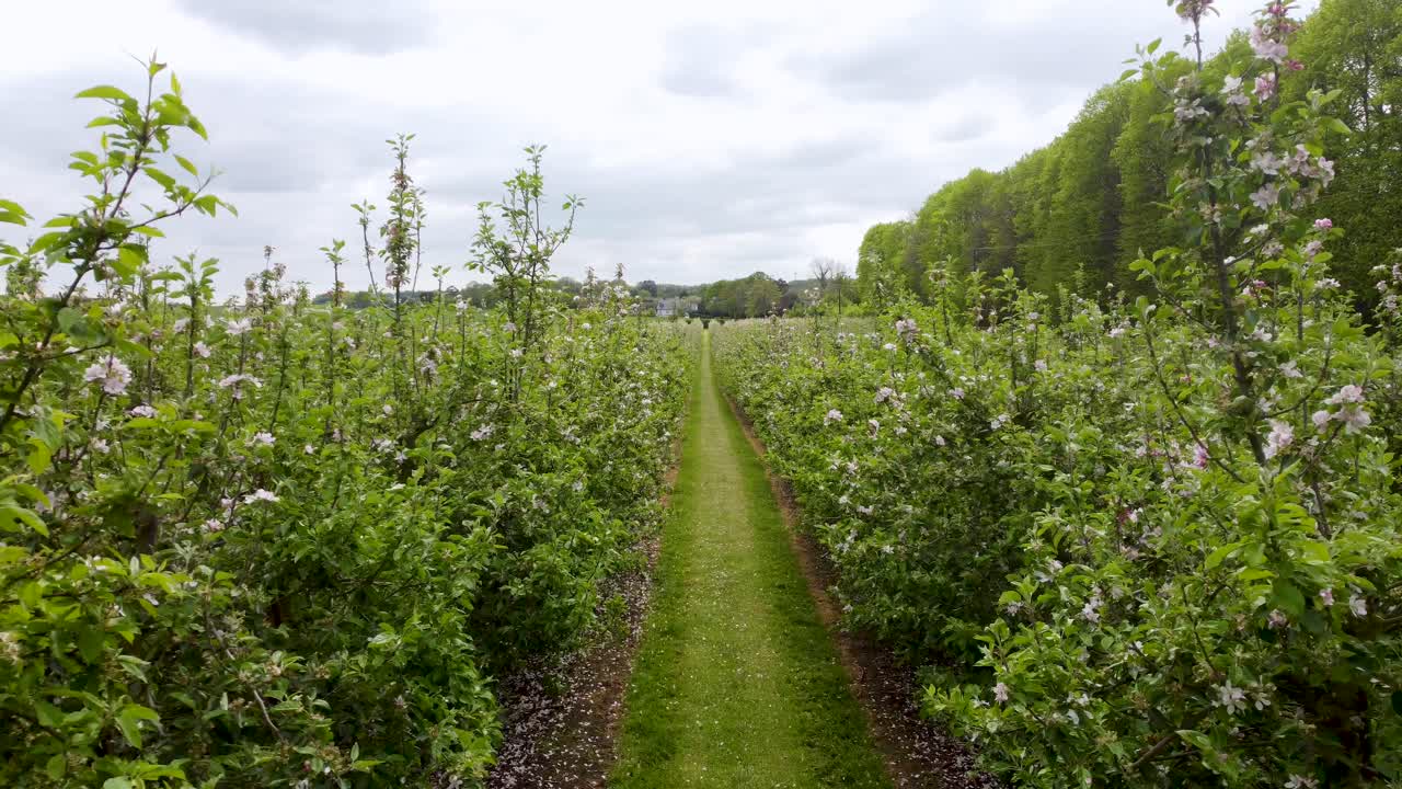 Slow dolly forward in between green trees in an orchard