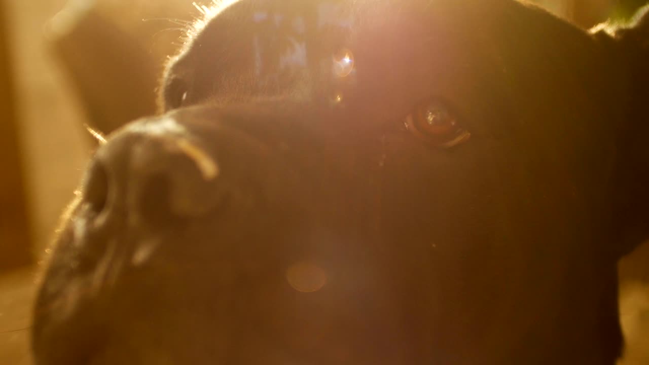 아름다운 빛과 함께 개 cane corso의 근접 초상화