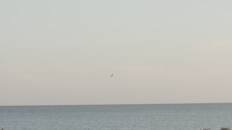 seagul at sunset near the sea with islands in background.