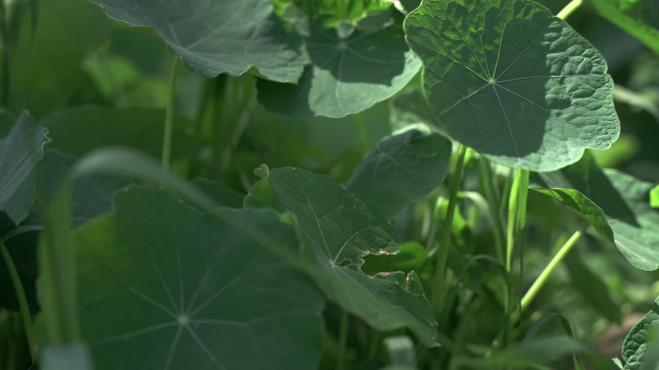 Garden of green plants in summer