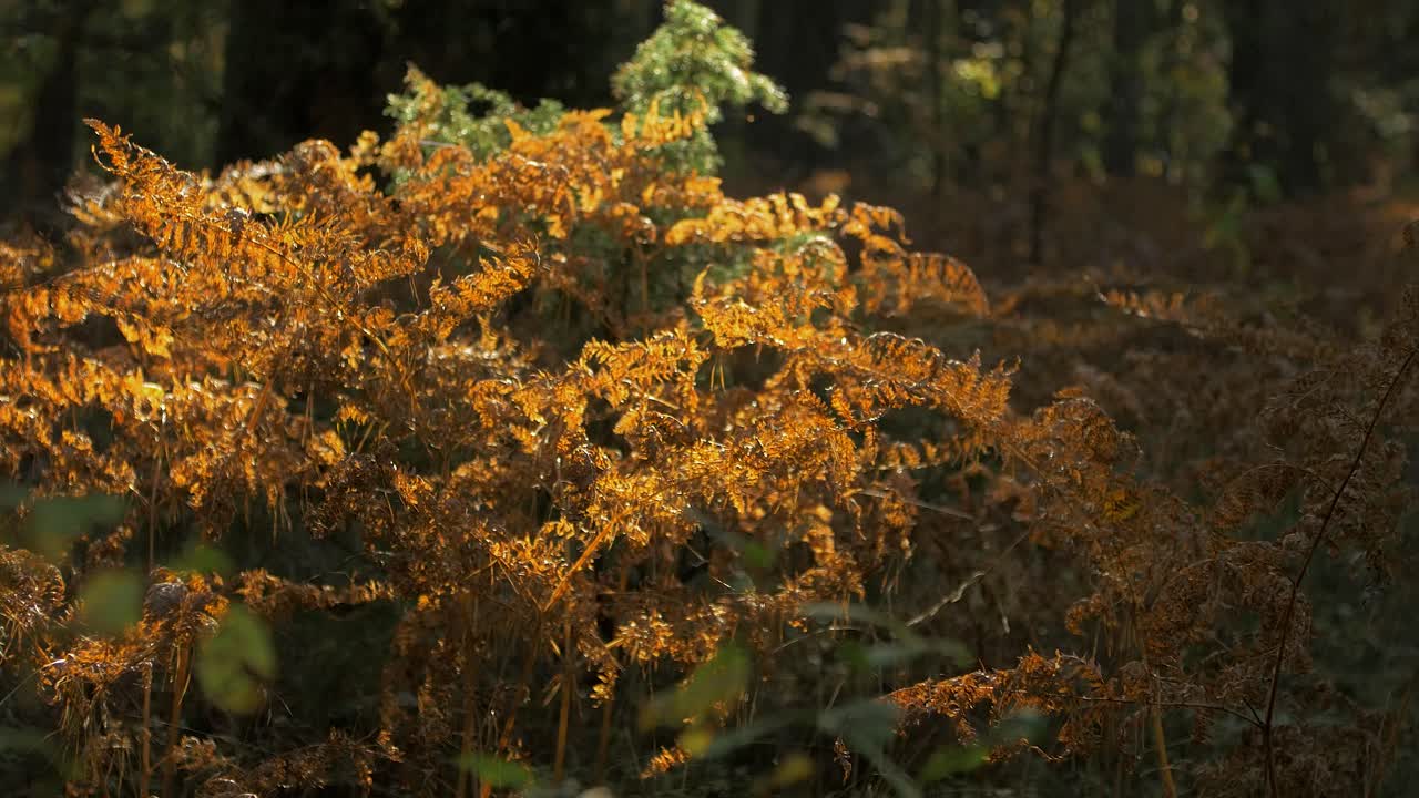 hojas de helecho secas amarillentas que se mecen en el viento, bosque de pinos en otoño, concepto natural de otoño, profundidad de campo poco profunda, fondo de bosque místico, tiro medio distante de mano