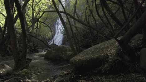 pequeño arroyo en medio de un bosque con cascada como fondo